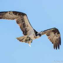 Osprey in Flight-08