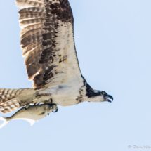 Osprey in Flight-09