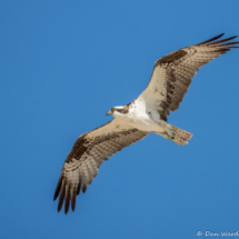 Osprey in Flight-11