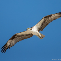 Osprey in Flight-12