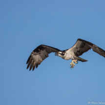 Osprey in Flight-18