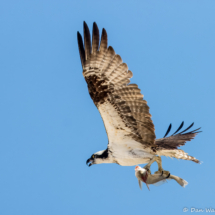 Osprey in Flight-20