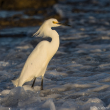 Snowy Egret-02