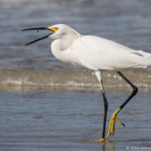 Snowy Egret-08