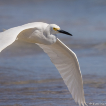 Snowy Egret-11