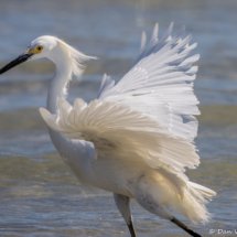 Snowy Egret-12