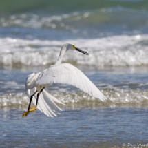 Snowy Egret-13