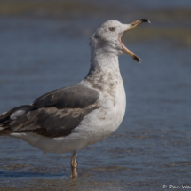 Western Gull-06