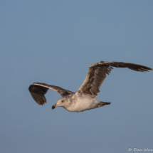 Western Gull-08