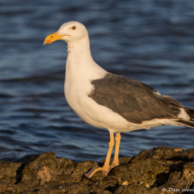 Yellow-footed Gull-02