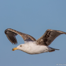 Yellow-footed Gull-07