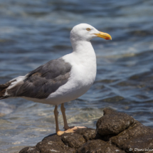 Yellow-footed Gull-08