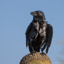 American Crow-02