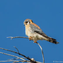 American Kestrel-02