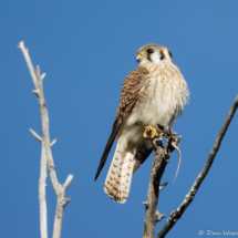 American Kestrel-14