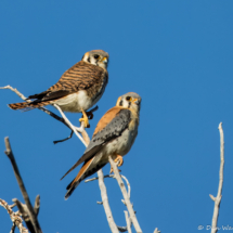 American Kestrels-04