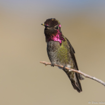 Anna's Hummingbird-Male-02