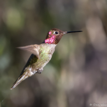 Anna's Hummingbird-Male-05