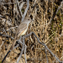 Ash-throated Flycatcher-01