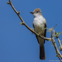 Ash-throated Flycatcher-02