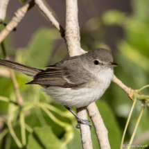 Bell's Vireo-10