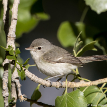 Bell's Vireo-16