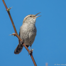 Bewick's Wren-14