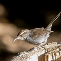 Bewick's Wren-18