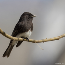 Black Phoebe-03