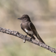 Black Phoebe-05