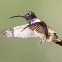 Black-chinned Hummingbird-Male-02