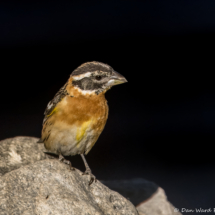 Black-headed Grosbeak-01