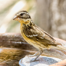 Black-headed Grosbeak-03