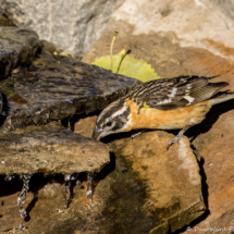 Black-headed Grosbeak-04