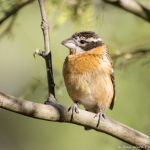 Black-headed Grosbeak-Female-12