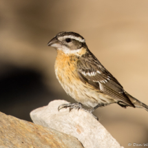 Black-headed Grosbeak-Female-16