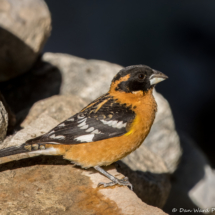 Black-headed Grosbeak-Male-41