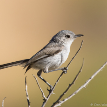 Black-tailed Gnatcatcher-02