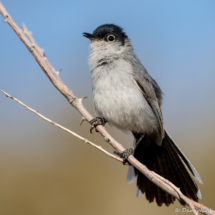 Black-tailed Gnatcatcher-19