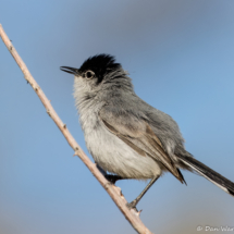 Black-tailed Gnatcatcher-20