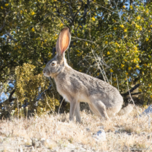 Black-tailed Jackrabbit-01