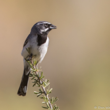 Black-throated Sparrow-13