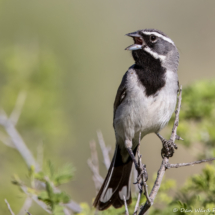 Black-throated Sparrow-15