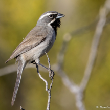 Black-throated Sparrow-19