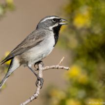 Black-throated Sparrow-25