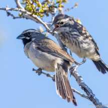 Black-throated Sparrow-Parent & Fledgling-02