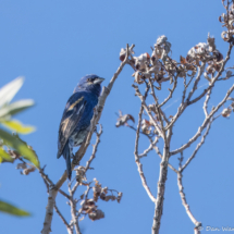 Blue Grosbeak-Bunting Hybrid-04