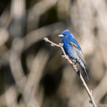 Blue Grosbeak-Bunting Hybrid-14