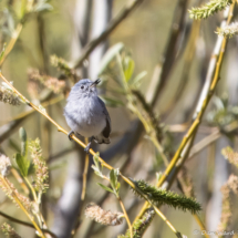 Blue-gray Gnatcatcher-01