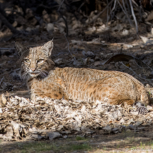 Bobcat-02